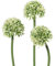 matches21 Lauchblüten Allium Kunstblumen für Blumengestecke künstliche Blumen Kunststoff 3er Bund Ø 5x34 cm - weiß-grün