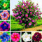 Hibiskus-Samen, 300 Stück/Beutel, wunderschöne riesige Form, Mischfarbe, rustikale Blumensamen für Balkon, Hibiskus-Samen, für Frauen, Männer, Kinder, Anfänger, Gärtnergeschenk