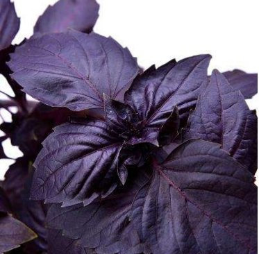 fresca 100 pezzi Basilico plantseeds per la semina viola scuro