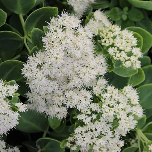 6x Orpin remarquable 'Stardust' - Sedum spectabile ‘Stardust’ - Godet 9x9cm