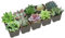 Pack 10 Espectaculares Crasas Plantas Naturales de Variados Colores y Formas