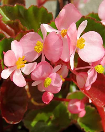 50 Seeds pcs begonia flower, rare pink rieger chinese begonia bonsai decorative plants for the house garden and balcony easy to plant 3: Only Seeds