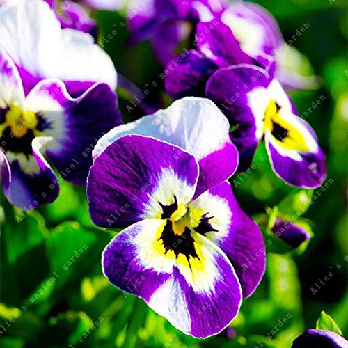 Cushy Semi: 100 Pezzi Pansy Colore della Miscela di Bella BonsaïPianta Four Seasons Piantati ondulati Viola Tricolor Alto Tasso di germinazione: 3