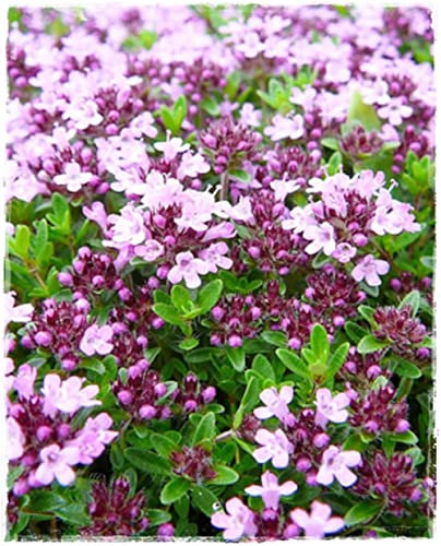 lot de 100 graines thym serpolet Thymus Serpylum graines aromatique * vendeur Français *