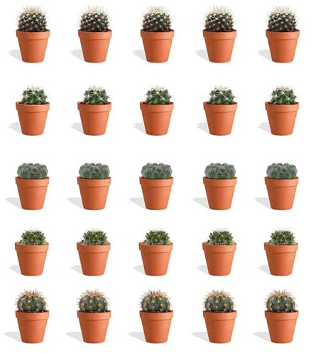 DutchLeafs Kugelkaktus Mix 20 Stück Verschiedene Mini-Kakteen im Ø 7 cm Terrakotta Blumentopf - Mammillaria Kaktus Kleine Pflanzen Sammlung Pflegeleichte Zimmerpflanzen - Höhe 8-15 cm