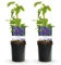 GreenboutiQ - Kletterpflanze - Clematis Mrs. N. Thompson - Blüte Rosa - Wenig Pflege - 2 Pflanzen - Topf 11cm Höhe 40cm