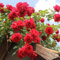 20 semi di rosa rampicante fresca rossa