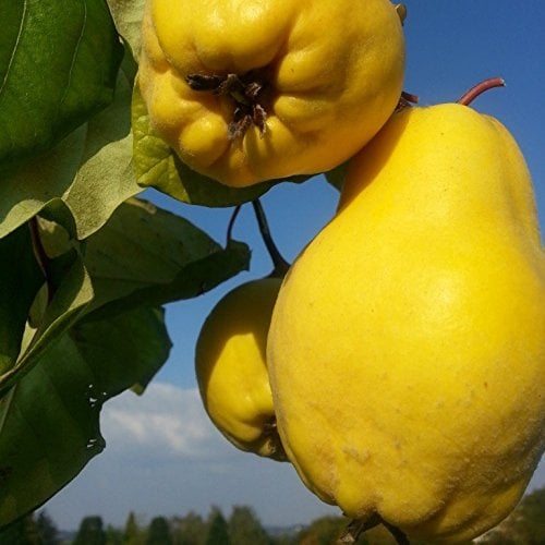 Quittenbaum Bereczki Birnenquitte Buschbaum 110-140 cm im 10 Liter Topf Unterlage Quitte A