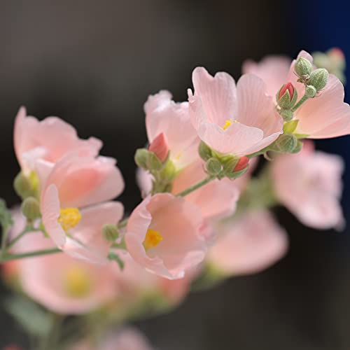 Rosa Malve Samen Malve Pflanze MehrjäHrig Winterhart Malven Saatgut Blumensamen Gastgeschenk Balkonblumen Winterharte Pflanzen FüR Garten Wildblumensamen Blumenwiese Geschenk 200 Seeds