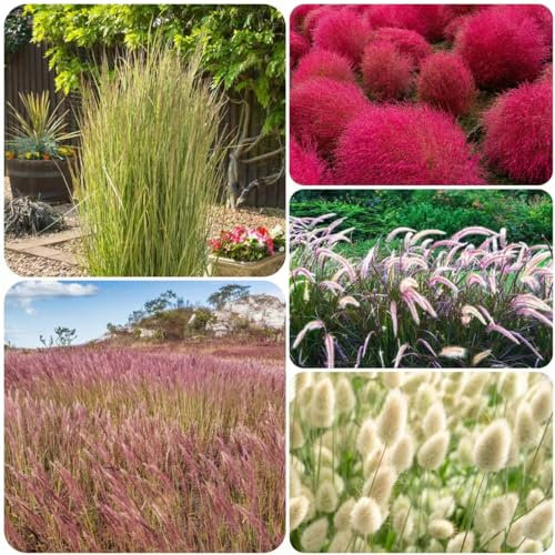 15 piezas Semillas de plantas de césped ornamental, Balcón de invernadero Hierba ornamental resistente, Miscanthus sinensis, macetas Plantas de oficina Regalos para amantes del jardín
