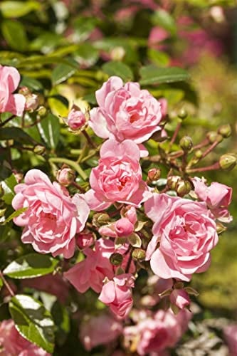 Rosa 'The Fairy' - Bodendeckerrose, zartrosa Blüten, Blütezeit Juni-Oktober, ideal für Rabatten, pflegeleicht und winterhart