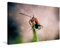 Premium Textil-Leinwand 90 x 60 cm Quer-Format Ameisen - Ordnung im Durcheinander | Wandbild, HD-Bild auf Keilrahmen, Fertigbild auf hochwertigem Vlies, Leinwanddruck von Peter Roder