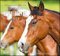 ... geliebte Pferde 2021 – DUMONT-Wandkalender – Format 38,0 x 35,5 cm: Beloved horses; Adorables chevaux. Wandkalender
