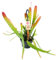 Exotenherz - Epiphyllum anguliger Red Tip - Schwert-Kaktus - Krokodilschwanz-Kaktus mit rötlicher Färbung - 14cm Ampeltopf