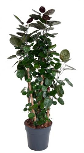 Polyscias scutellaria Fabian Zimmeraralie Zimmerpflanze dunkelgrünes Laub 80 cm