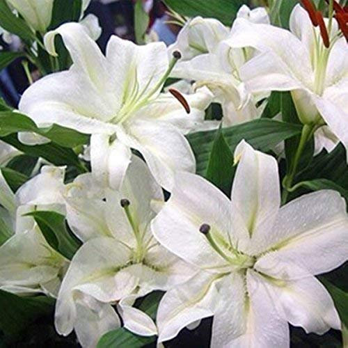 seedsown - Semillas Campanula Rotundifolia Blancos de la Gema