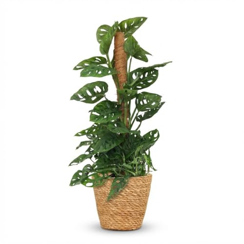 Monkey Mask - Monstera Andansonii Moss Stick - Verde - Bajo mantenimiento - con cesta - 80-90cm - Ø19cm - Planta de interior - Hojas perennes