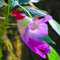 Saterkali Papageien-Orchideen-Blumensamen, 25 Stück, seltene Papageien-Orchideen-Blumensamen, Bonsai, Garten, Balkon, Büro, Pflanzendekoration 25 STÜCKE Papagei-Orchideen-Samen