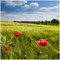 Wallario Glasbild Mohnblumenwiese auf grüner Wiese unter blauem Himmel - 30 x 30 cm Wandbilder Glas in Premium-Qualität: Brillante Farben, freischwebende Optik