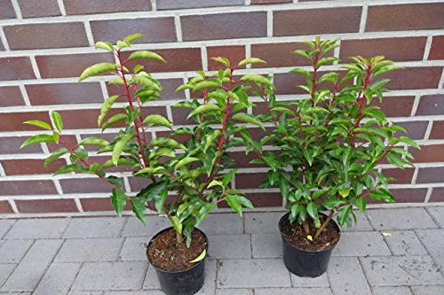 30st. Portugiesischer Kirschlorbeer 50-60cm im Topf Kirschlorbeer Prunus lusitanica 'Angustifolia' Lorbeer Gartenhecke Sichtschutz Heckenpflanzen