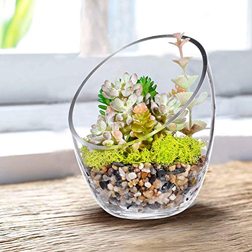 KNIKGLASS Glass Slant Cut Bubble Bowl, Plant Terrarium & Candy Jar, Clear Slant Cut Globe Vase, Round Flower Vase (6.9 tall x 5.5 wide)