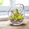KNIKGLASS Vaso in vetro trasparente, ciotola a bolle di taglio inclinato, ciotola di pesce e terrario per piante, vaso rotondo per fiori, confezione da 1 (17,8 cm di altezza 14 cm di larghezza)
