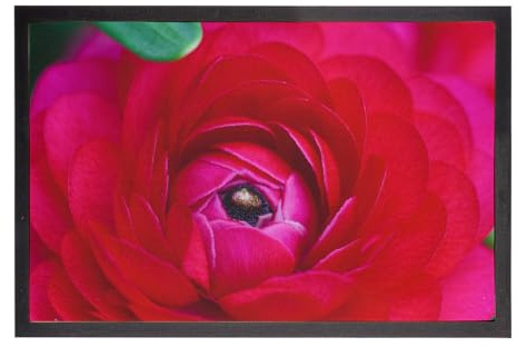 Dahlia Doormat Pink Top View Flower Nature Plant – Dimensions: 60 x 40 cm
