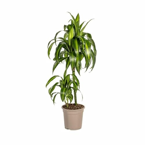 Dracaena Deremensis Hawaiian Sunshine – Drachenbaum – Ø19cm – 70-90cm – Tropische Zimmerpflanze mit zweifarbigen Blättern