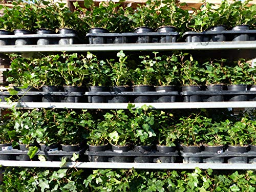 gruenwaren jakubik 50 Stück Efeu Hedera helix 20-35 cm Heckenpflanze winterhart Kletterpflanze Hecke Sichtschutz blickdicht