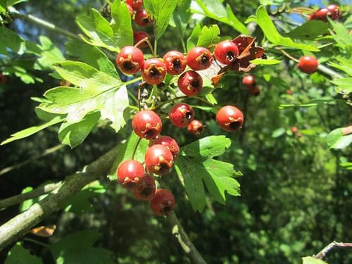 Eingriffeliger Weißdorn Crataegus monogyna Pflanze 45-50cm Hagedorn Heckedorn