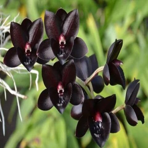 100 semi di orchidea nera