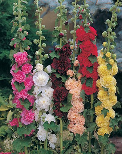 100 Hollyhock Chaters Double Seeds - Alcea Rosea - 100 Perennial Seeds