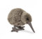 Stofftier Kiwi 24 cm, Kuscheltier Plüschtier Vogel Neuseeland