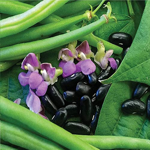 Bolly Bulbs® - Dwarf French Beans 'Nautica' (35 Seeds)