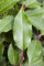 Prunus lusitanica 'Brenelia' 40-60 cm - Portugiesischer Lorbeer, immergrün, ideal als Hecke, pflegeleicht und winterhart