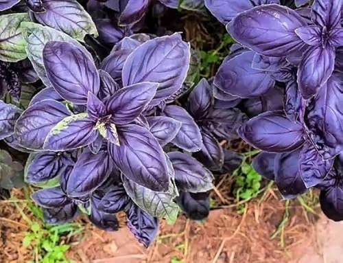Semi freschi di basilico viola 50 pezzi