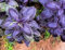 Semi freschi di basilico viola 50 pezzi