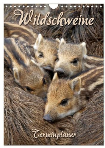 Wildschweine (Wandkalender 2026 DIN A4 hoch), CALVENDO Monatskalender: Terminplaner mit wilden Borstenviechern (CALVENDO Tiere)