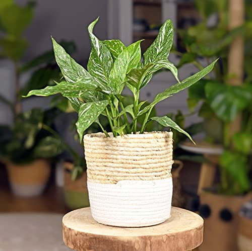 Houseplant Peace Lily Spathiphyllum 'Diamond' Tender Perennial Marbled Variegated Foliage White Blooms Air-Purifying Easy to Grow Your Own Indoor Flowering 14cm Potted Plant by Thompson and Morgan