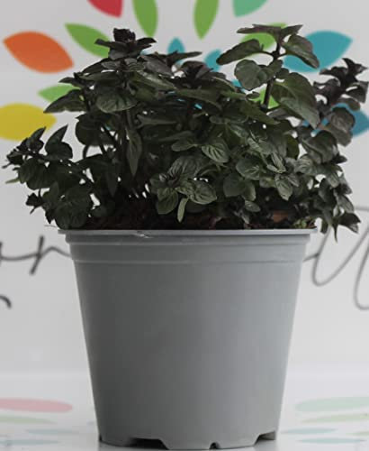 Generico Menta 6 Piante di Menta glaciale su Vaso cm 14