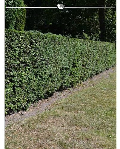 Gemeine Heimische Eibe Taxus baccata 60-80 cm. 20 Heckenpflanzen. Niedrige, immergrüne Taxus-Hecke