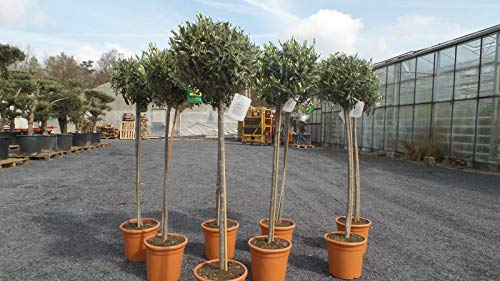 gruenwaren jakubik Olivenbaum Olive 110-140 cm Hochstamm, beste Qualität, winterhart