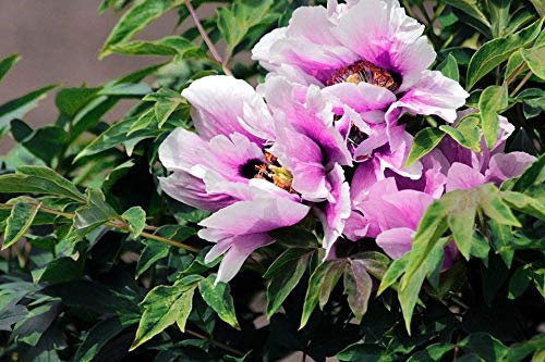 Portal Cool 5 X - -Pfingstrose Paeonia Suf Kao Baum-Pfingstrose Seeds # 369