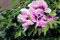 Portal Cool 5 X - -Pfingstrose Paeonia Suf Kao Baum-Pfingstrose Seeds # 369