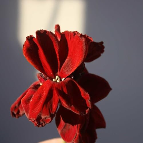 Plant World Seeds - WallFlower 'Vulcan' Seeds (Annual/Perennial Flower Seeds)