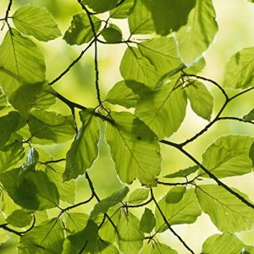 Fagus Sylvatica - Faggio europeo 50 semi di albero