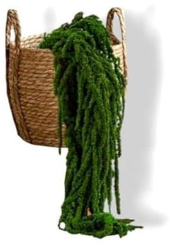 Plante Stabilisée en Pot Amarante – Décoration Naturelle sans Entretien – Végétaux Stabilisés Durables – Plante d’Intérieur sans Arrosage
