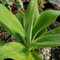 PLAT FIRM GERMINATIONSAMEN: Agave attenuata Cactus Cacti Sukkulente Wirkliche