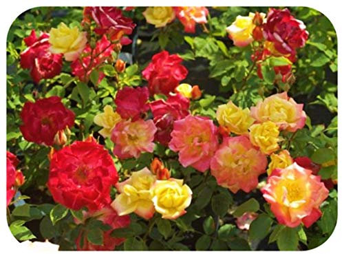 Rose Bare Root Plant 'Masquerade' Climbing Double Red Yellow Pink by Leegillard