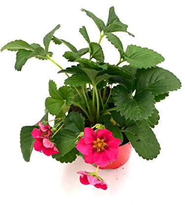 Erdbeer Pflanze Toscana Fragaria ananassa Frucht Pflanze 4stk.